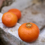 Astra Signet Ring Gold